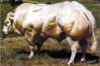 blog-myostat-bull.jpg