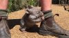 wombat-thinks-dog-george-australia-covervideo.jpg