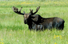 MOOSE PASTURE.PNG