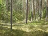 1200px-Forest_at_Leivonmäki_NP.JPG