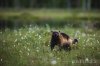 A-wolverine-stood-on-the-edge-of-the-Taiga-Forest-amongst-a-field-of-cotton-grass.jpg