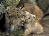 baby-lynx_232_990x742.jpg