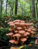 hrooms.png