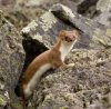 rocks_and_ermine-285x280.jpg