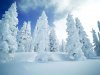 51614-Trees-Covered-In-Ice.jpg