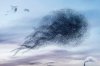 aptures-the-balletic-murmurations-of-wild-birds-designboom-10.jpg