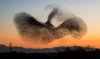 Starlings-877x525.jpg