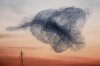 urmurations-bird-conducting-designboom-06.jpg