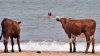 BEACH COWS.jpg