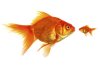 Big-fish-little-fish-300x207.jpg