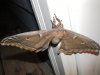 _moth_by_alicelovesches-d3k07ef.jpg