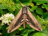 499 privet Hawk Moth.jpg