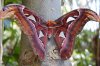 big_butterfly_by_Fox_boy456.jpg