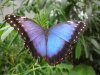 er-large-blue-butterfly.jpg