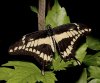 -swallowtail-butterfly.jpg