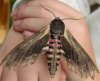 t_hawk_moth_1.jpg