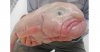 blobfish.jpg