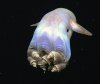 DUMBO-OCTOPUS.jpg