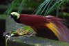 Greater-Bird-of-Paradise.jpg