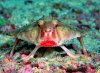 Red Lipped Batfish.jpg