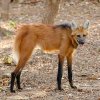 Worlds-Weirdest-Animals-Maned-Wolf-2.jpg