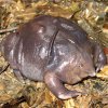 Worlds-Weirdest-Animals-Purple-Frog.jpg