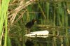 Swamphen purple chick.JPG