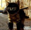 60469-cats-ninja-cat.jpg