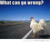 funny-chicken-cross-road-what-can-go-wrong-pics.jpg