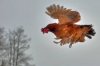 flyingchicken.jpg