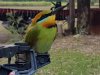 bee eater.jpg