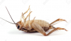 DEAD CRICKET.PNG