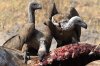 vulture-feast-58a6d16e5f9b58a3c90642d2.jpg