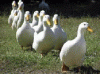 Ducks 1.gif